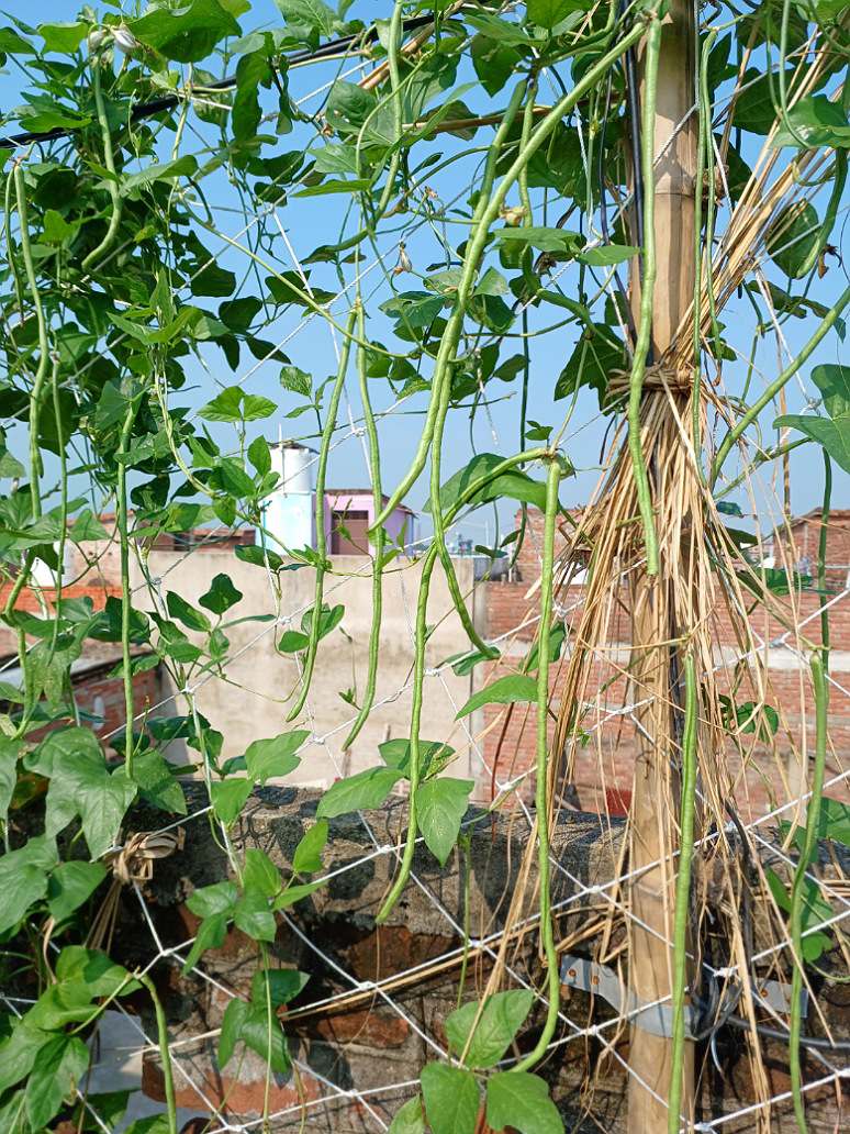 Cow Pea Long-Long Yard Bean- Barbati- Open Pollination Seeds