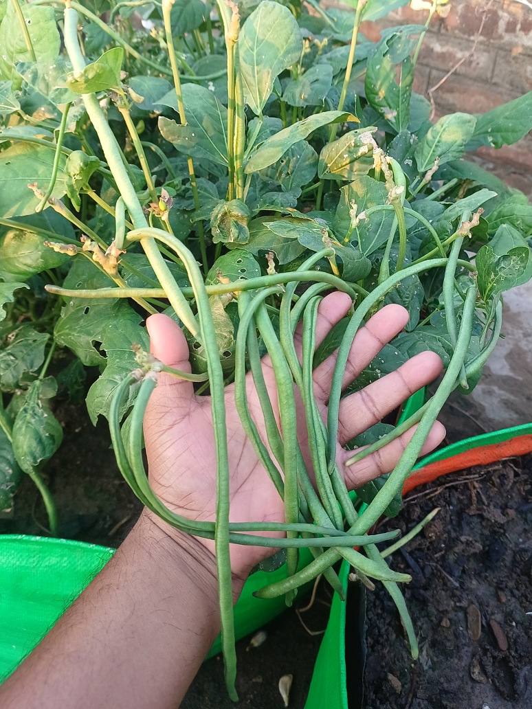 Cow Peas Dwarf - Open Pollination Seeds