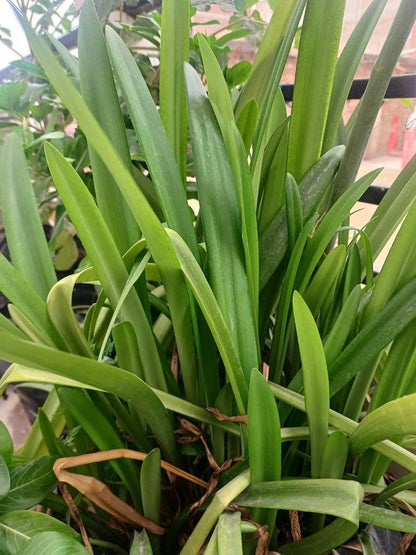 Crinum Lily Pink - 3 Bulb