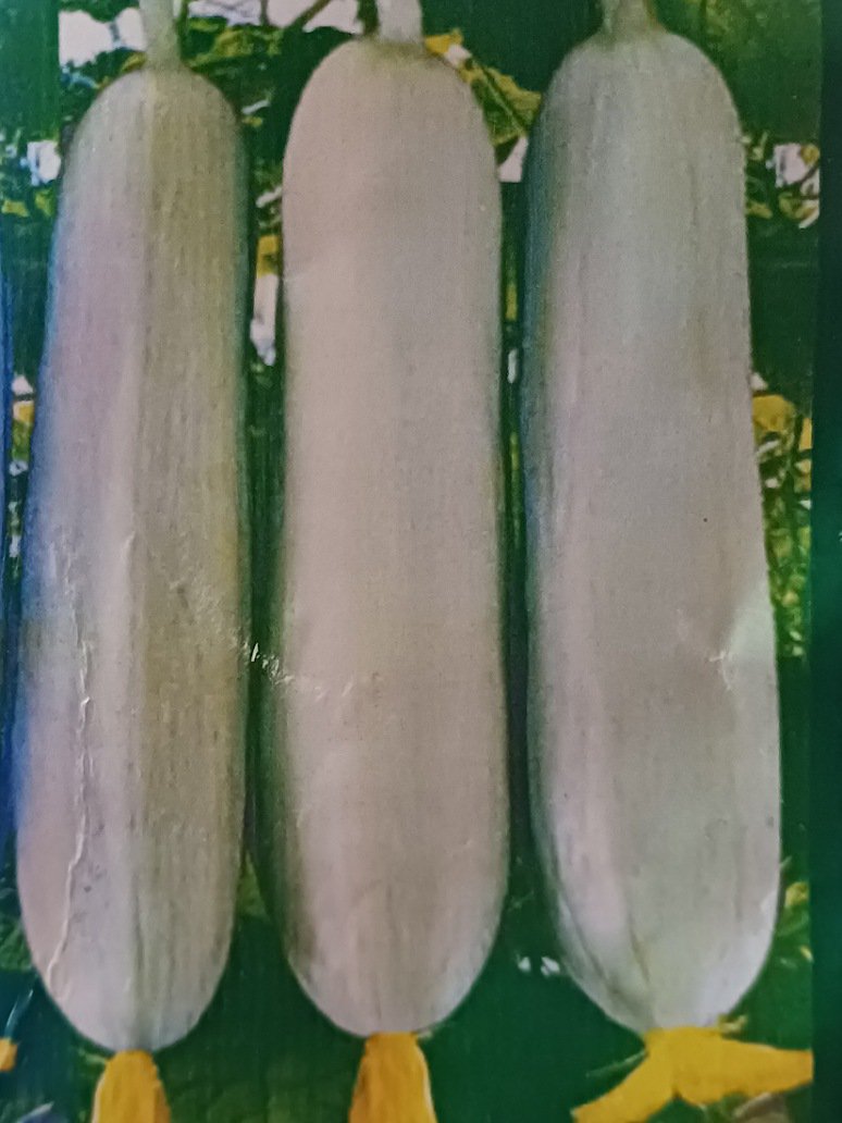 Cucumber White- Hybrid Seeds