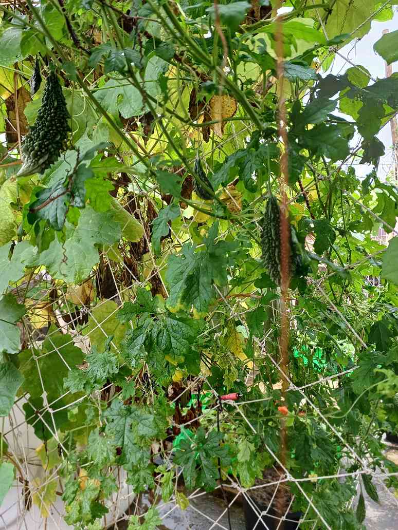 Desi Bitter Gourd-Short Green - OP Seeds