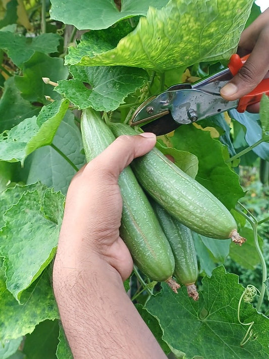 Desi Bunching Sweet Sponge Gourd Seed-Open Pollination