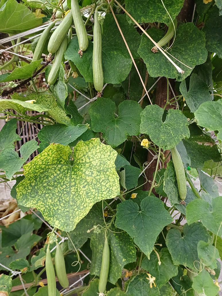 Desi Bunching Sweet Sponge Gourd Seed-Open Pollination