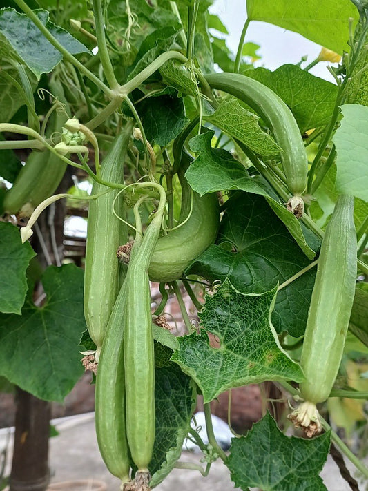 Desi Bunching Sweet Sponge Gourd Seed-Open Pollination