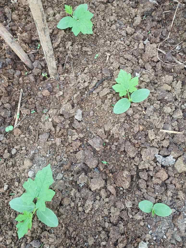 Desi Bunching Sweet Sponge Gourd Seeds 