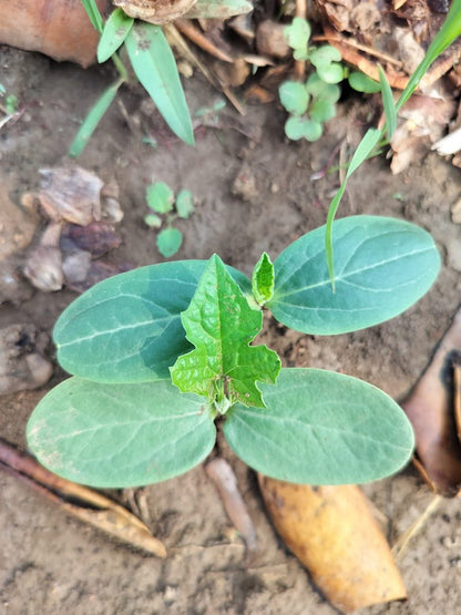 Desi Bunching Sweet Sponge Gourd Seed-Open Pollination