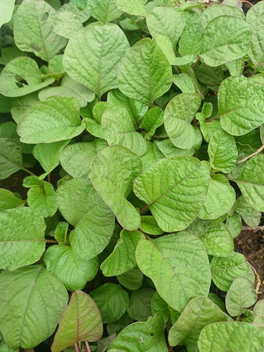 Desi Chaulai Big Leaves Light Red-Open Pollination Seeds
