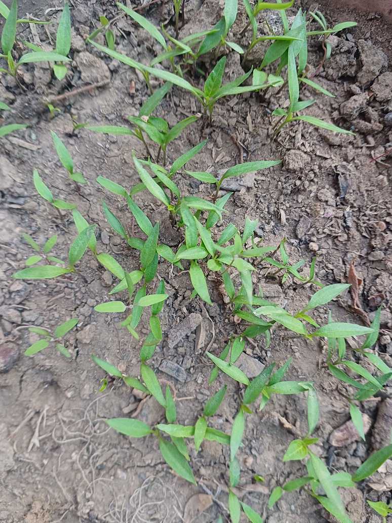 Chilli Desi Seeds Germination Test