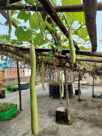 lauki plant in pot Desi Bottle Gourd (Lauki) Long Variety Seeds- (Open Pollinated) – seed and plant