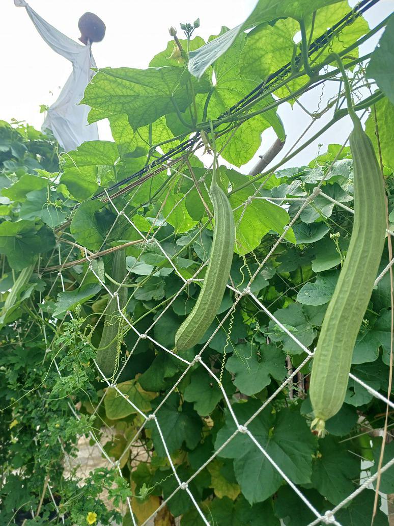 Desi Long Ridge Gourd- Lambi Turai-Open Pollination Seeds