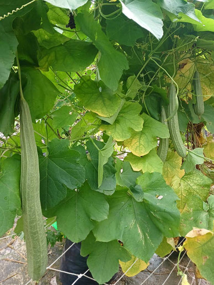 Desi Long Ridge Gourd- Lambi Turai-Open Pollination Seeds