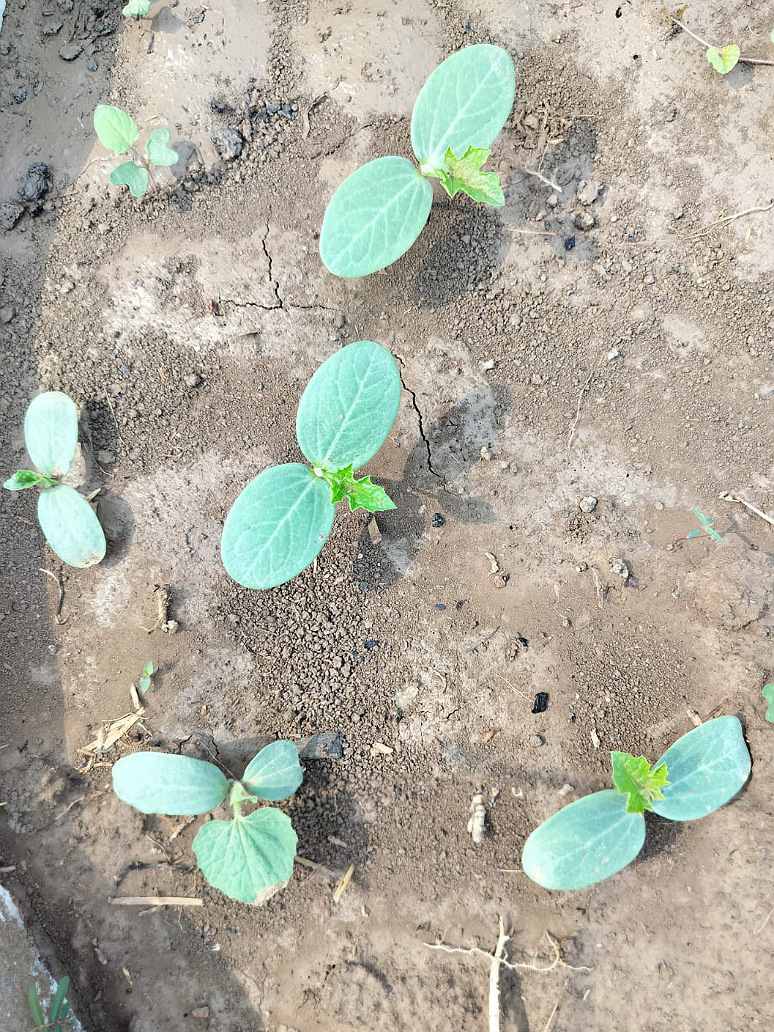 Desi Long Ridge Gourd  Seeds Germination 5out of 5