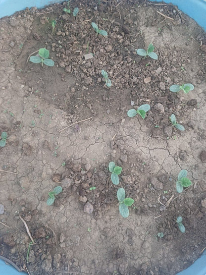 Desi Long chitkabri bottle gourd -op Seeds germination test 14/15 