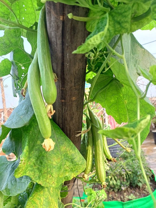 Desi Sweet Sponge Gourd- Open Pollination Seeds