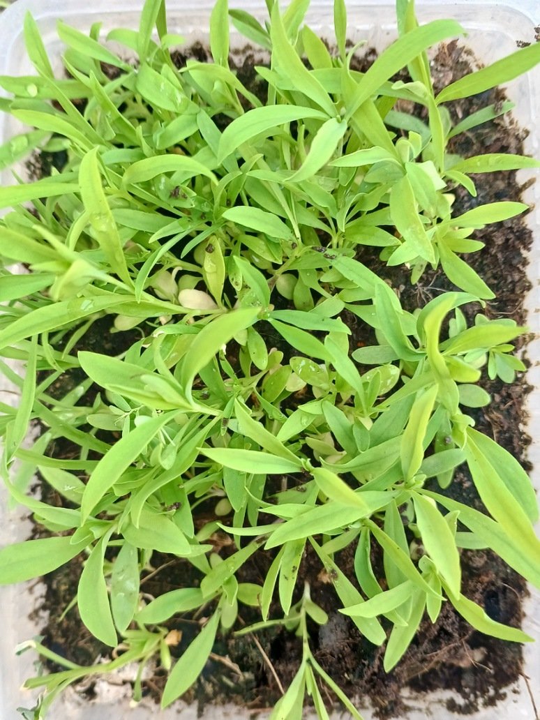 Dianthus baby doll mix seed 