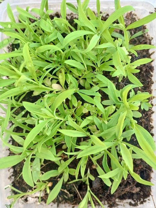 Dianthus baby doll mix seed 