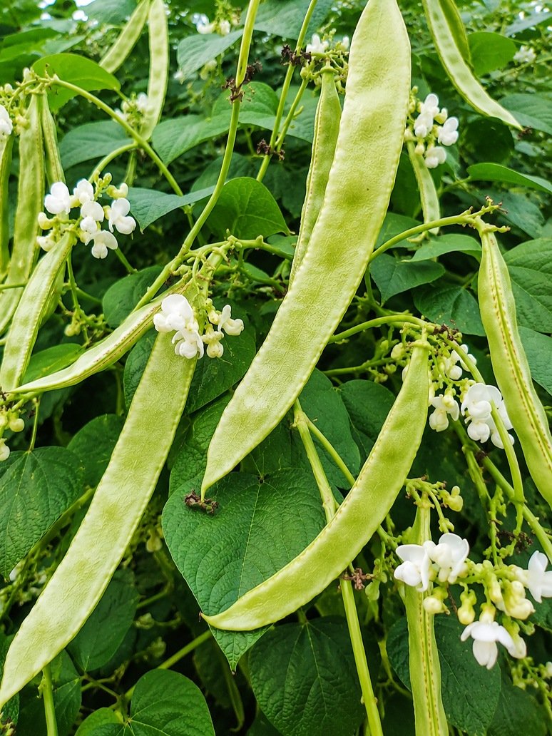 Dolichos White Long- Open Pollination Seeds