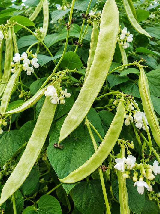 Dolichos White Long- Open Pollination Seeds