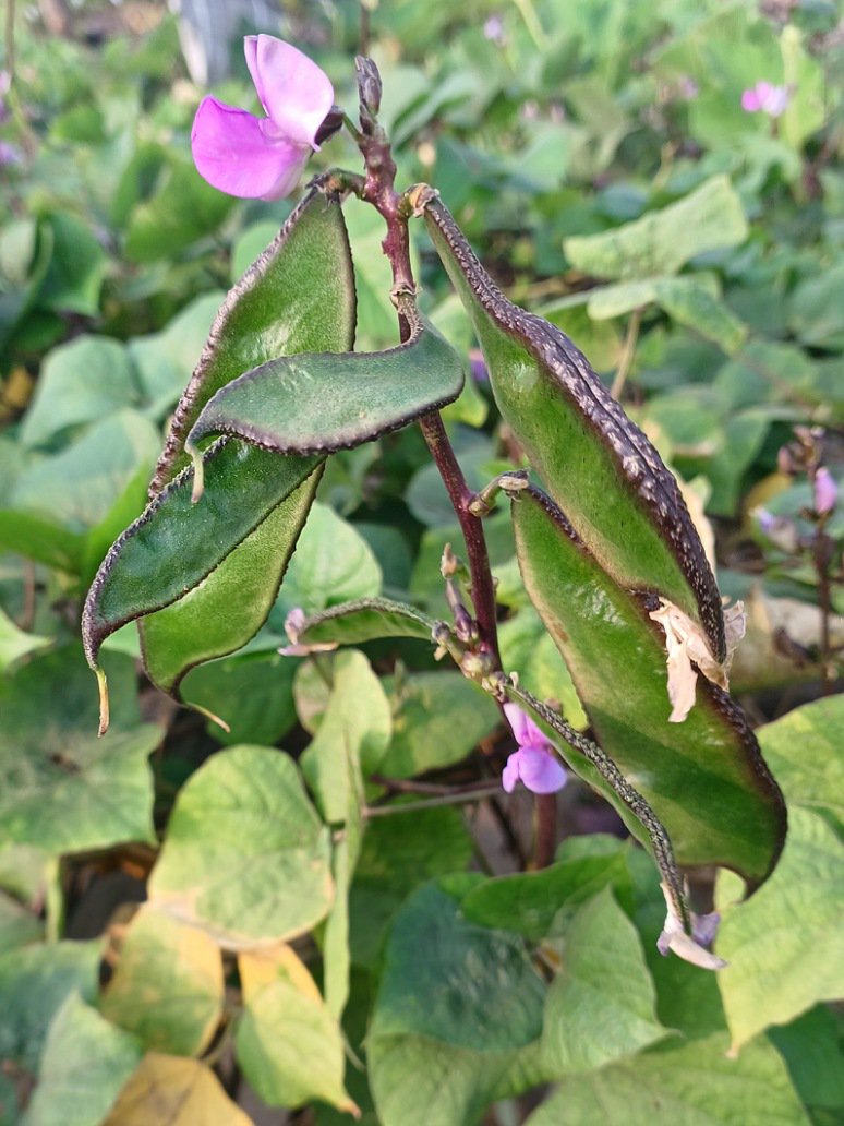 Dolichos Broad Variety - Open Pollination Seeds