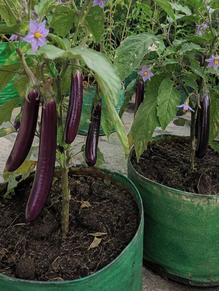 Brinjal Purple Extra Long Thin  - Hybrid seeds