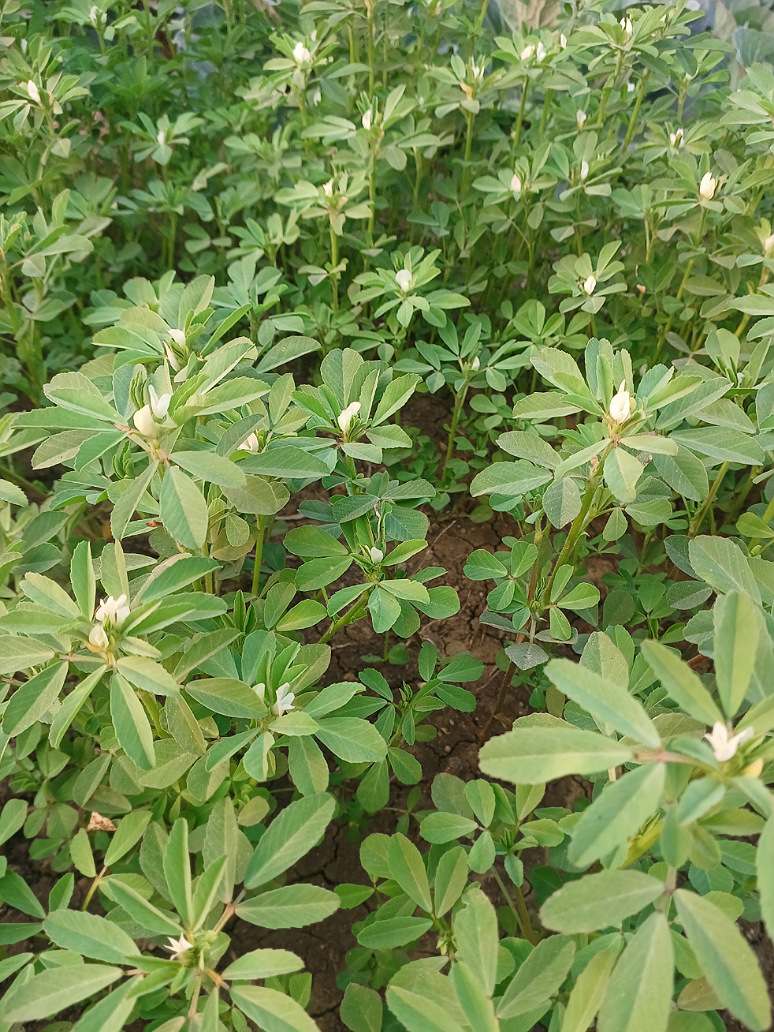 Fenugreek_Methi - Open Pollination Seeds