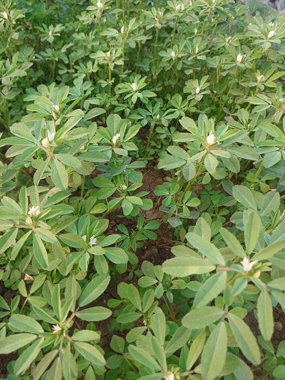 Fenugreek_Methi - Open Pollination Seeds