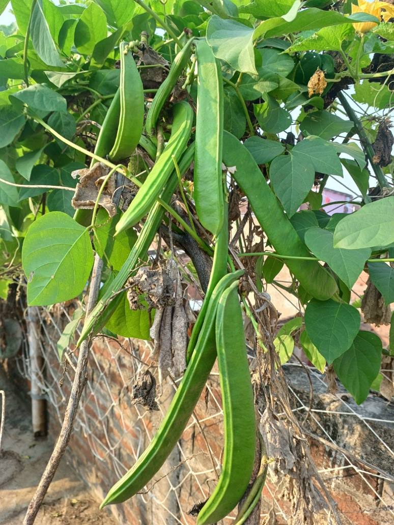 Long Flat Bean - OP Seeds