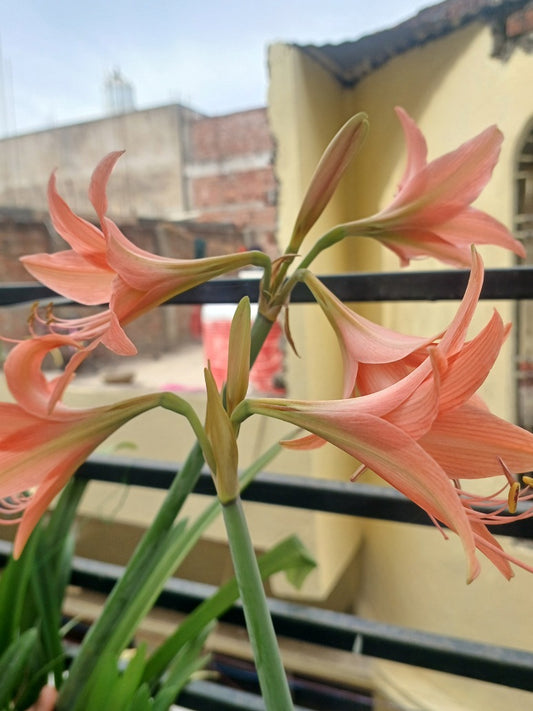Crinum Lily Pink - 3 Bulb