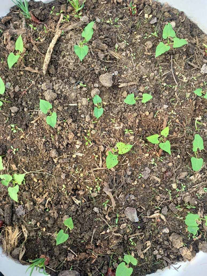French Beans - Open Pollination Seeds