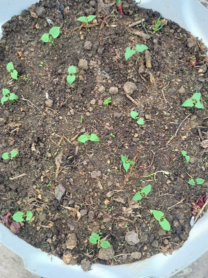 French beans Hybrid Seeds Germination Test