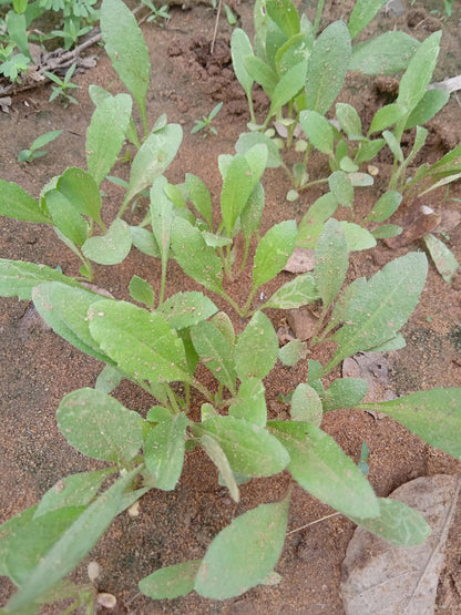 Gailardia Aristata Mix Seeds Germination 