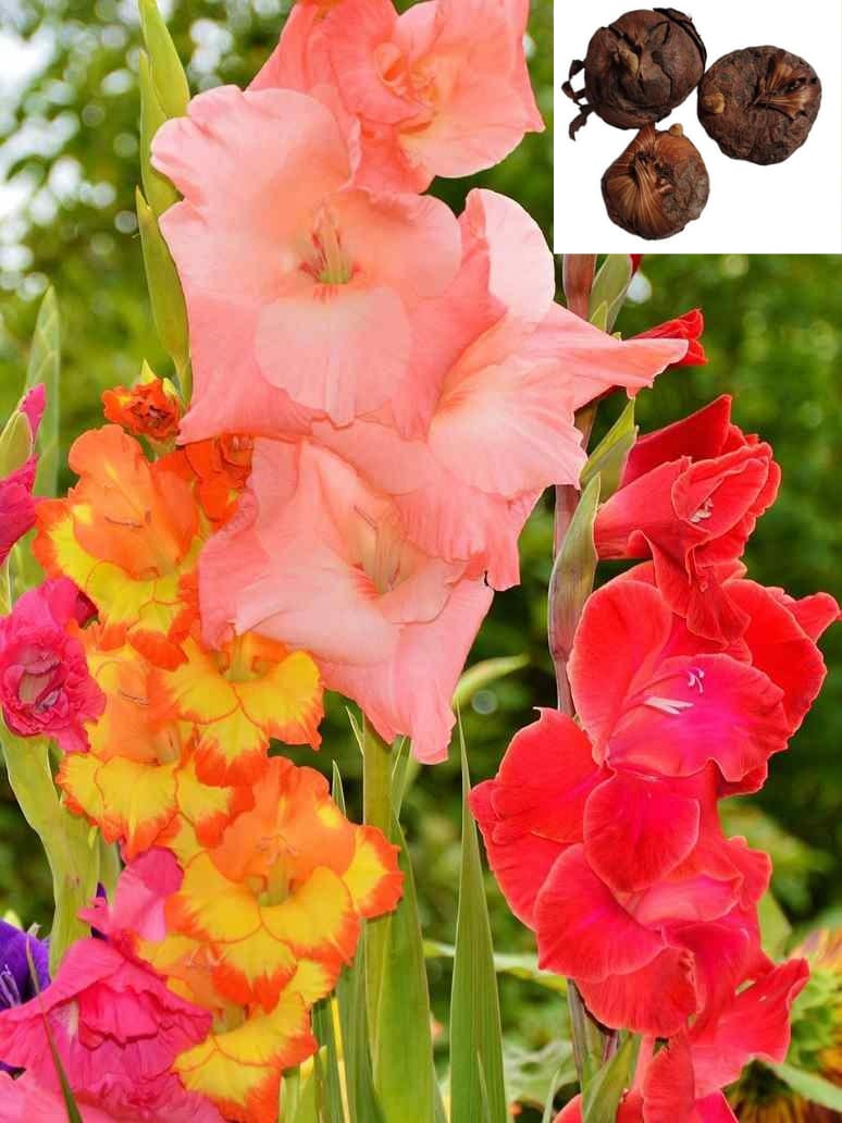 Gladiolus Mix Flower-3 Bulbs – seed and plant