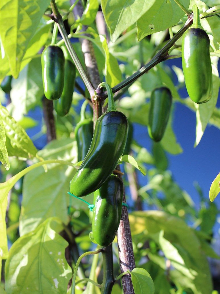 Jalpeno Chilli-Hybrid Seeds – seed and plant