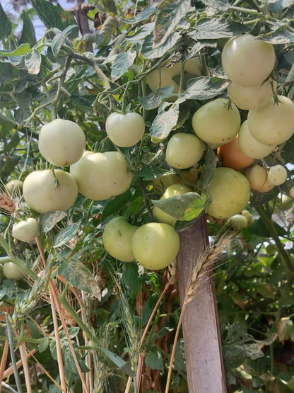 Tomato Round-Hybrid Seeds