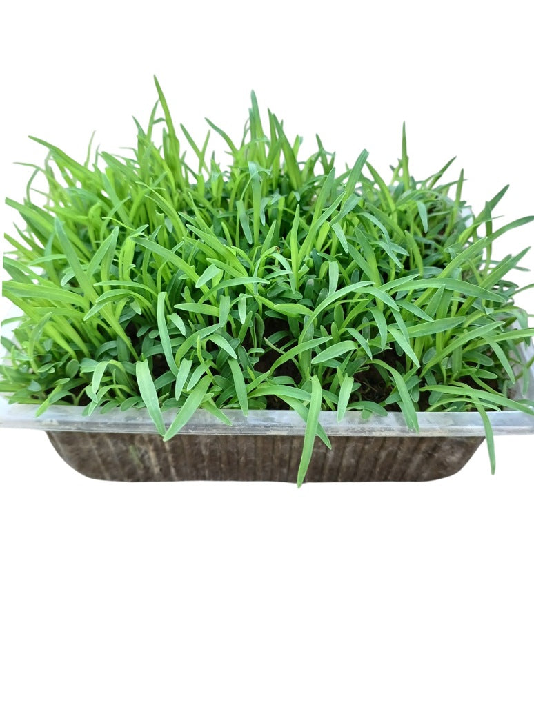Ragi Desi - Madua- Microgeen Open Pollination Seeds