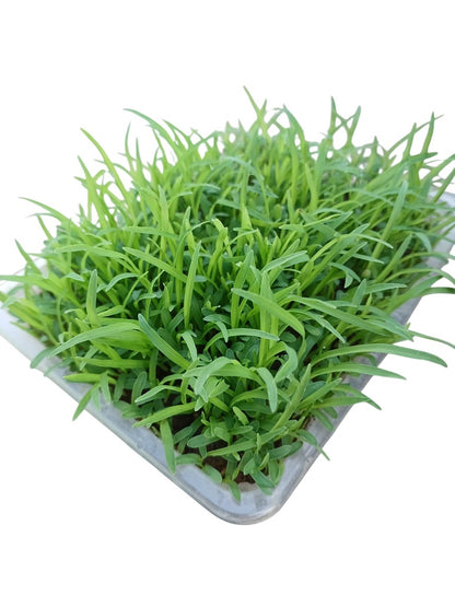 Ragi Desi - Madua- Microgeen Open Pollination Seeds