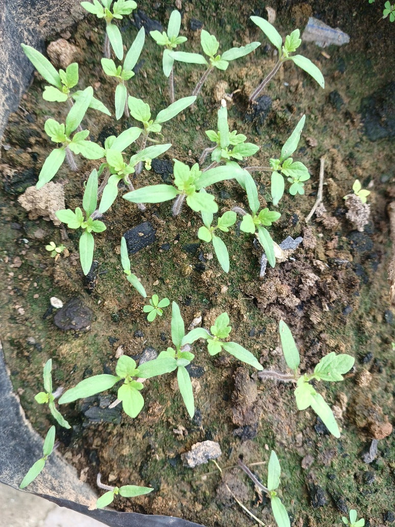 Tomato Round Red-Hybrid Seeds