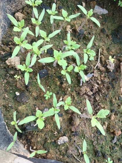 Tomato Round Red-Hybrid Seeds