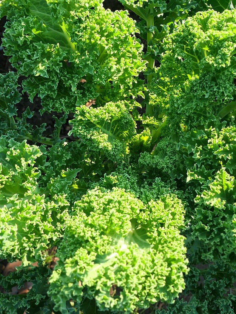 Kale Curly-Hybrid Seeds