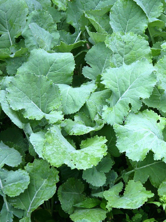 Kale Plant Seeds (Open Pollinated)