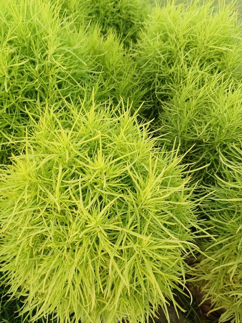 Kochia burning bush- Op seeds