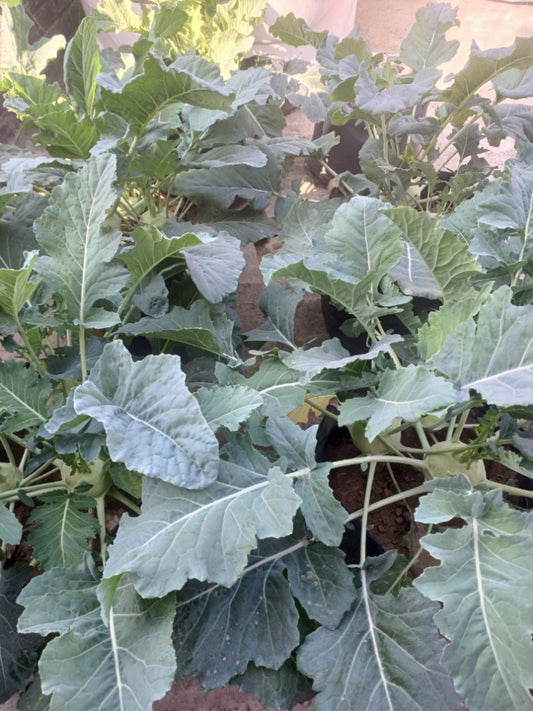 Kohlrabi White Viyena- Open Pollination Seeds