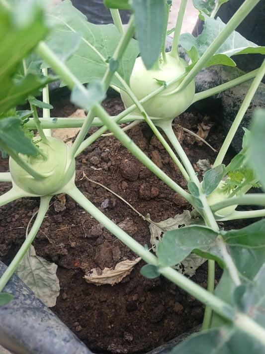 Kohlrabi White Viyena- Open Pollination Seeds