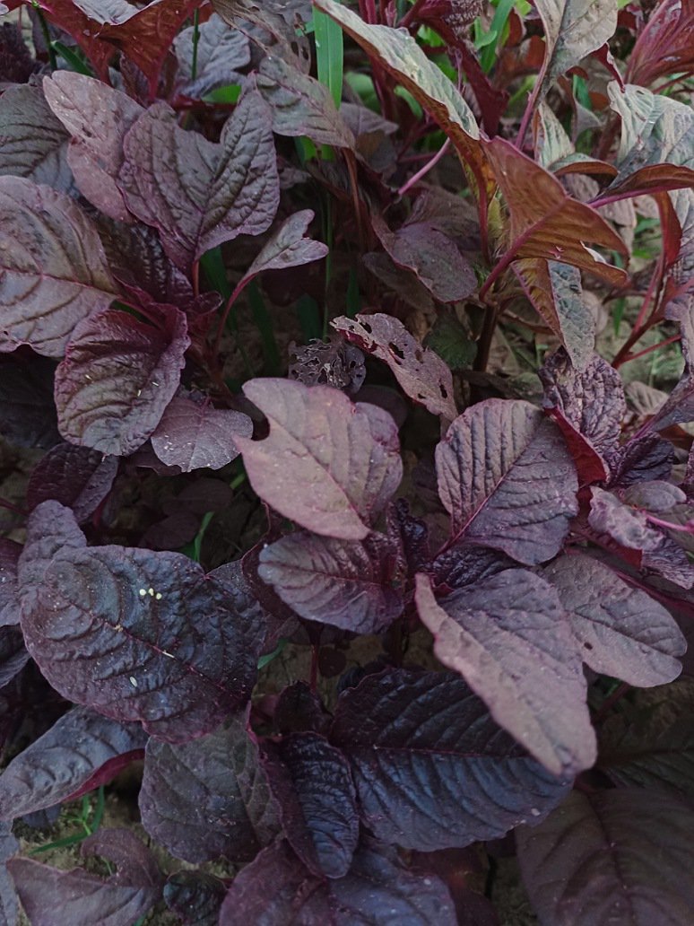 Laal Saag-Leafy-Vegetable Seed-(Open Pollinated)