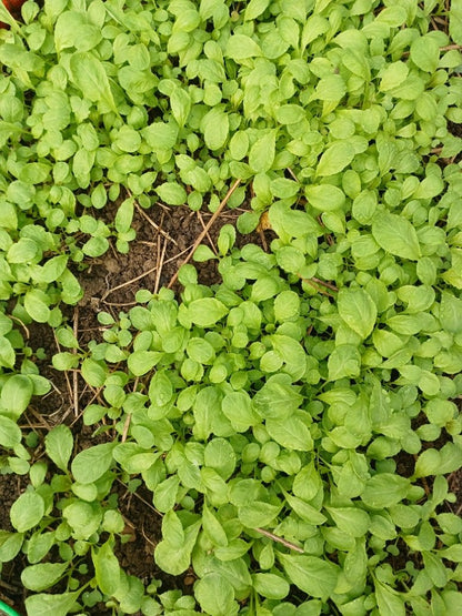 Lai patta Seedling After Seeds Germination 
