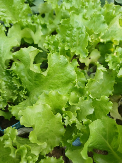 Lettuce Iceberg Seeds-(Open Pollinated)