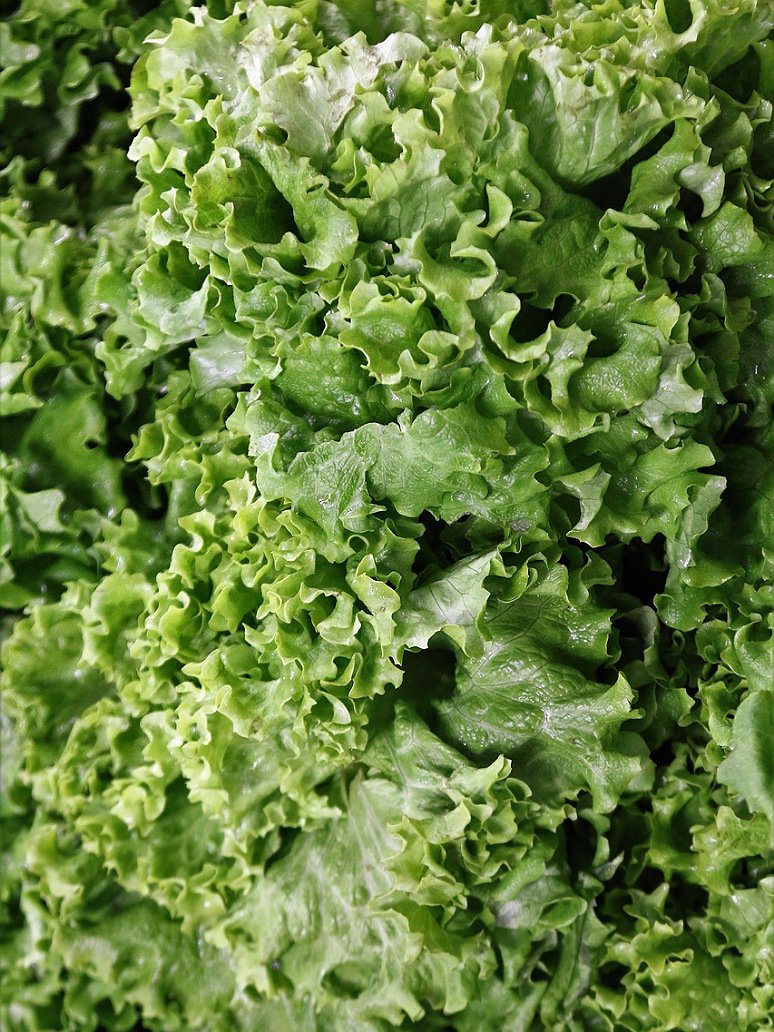 Lettuce Lollo Bionda -Hybrid Seeds