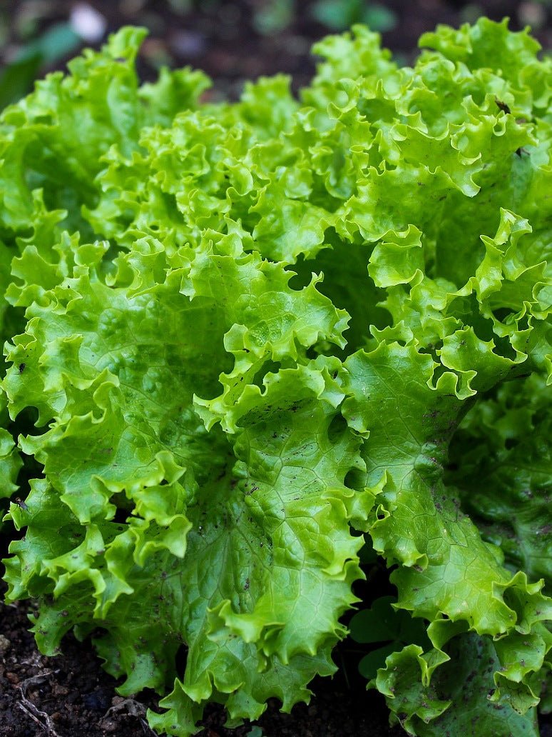 Lettuce Lollo Bionda -Hybrid Seeds