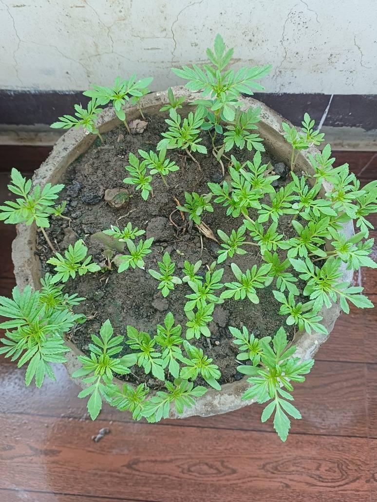Marigold-Dwarf_Yellow_Germination_test