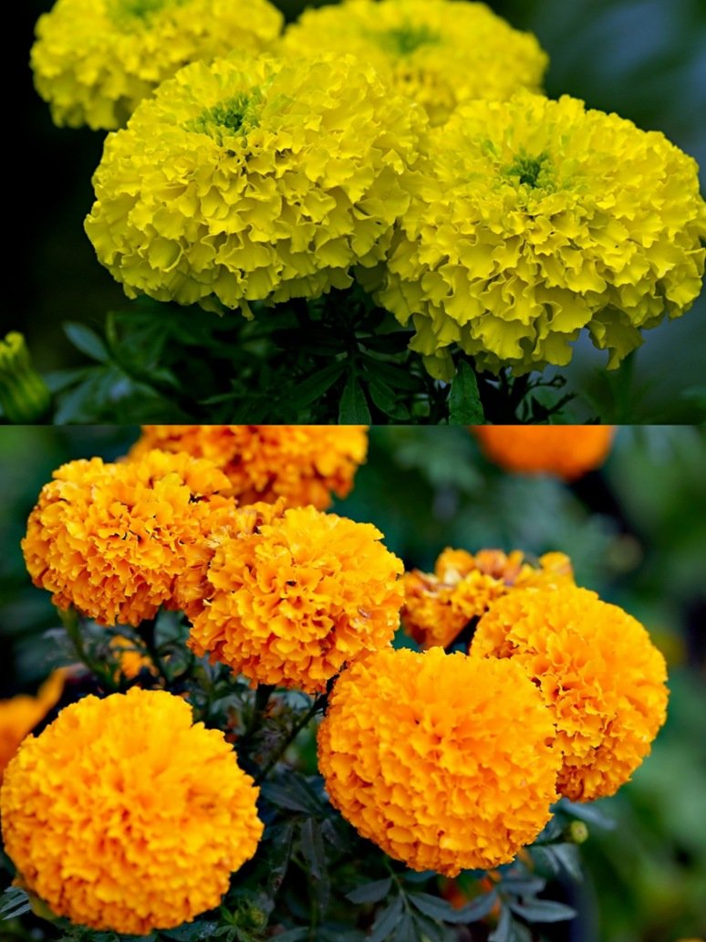 Marigold Yellow And Orange Mix-Open Pollination Seeds